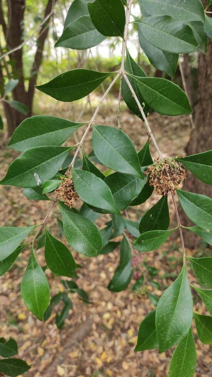 Olinia ventosa 6
