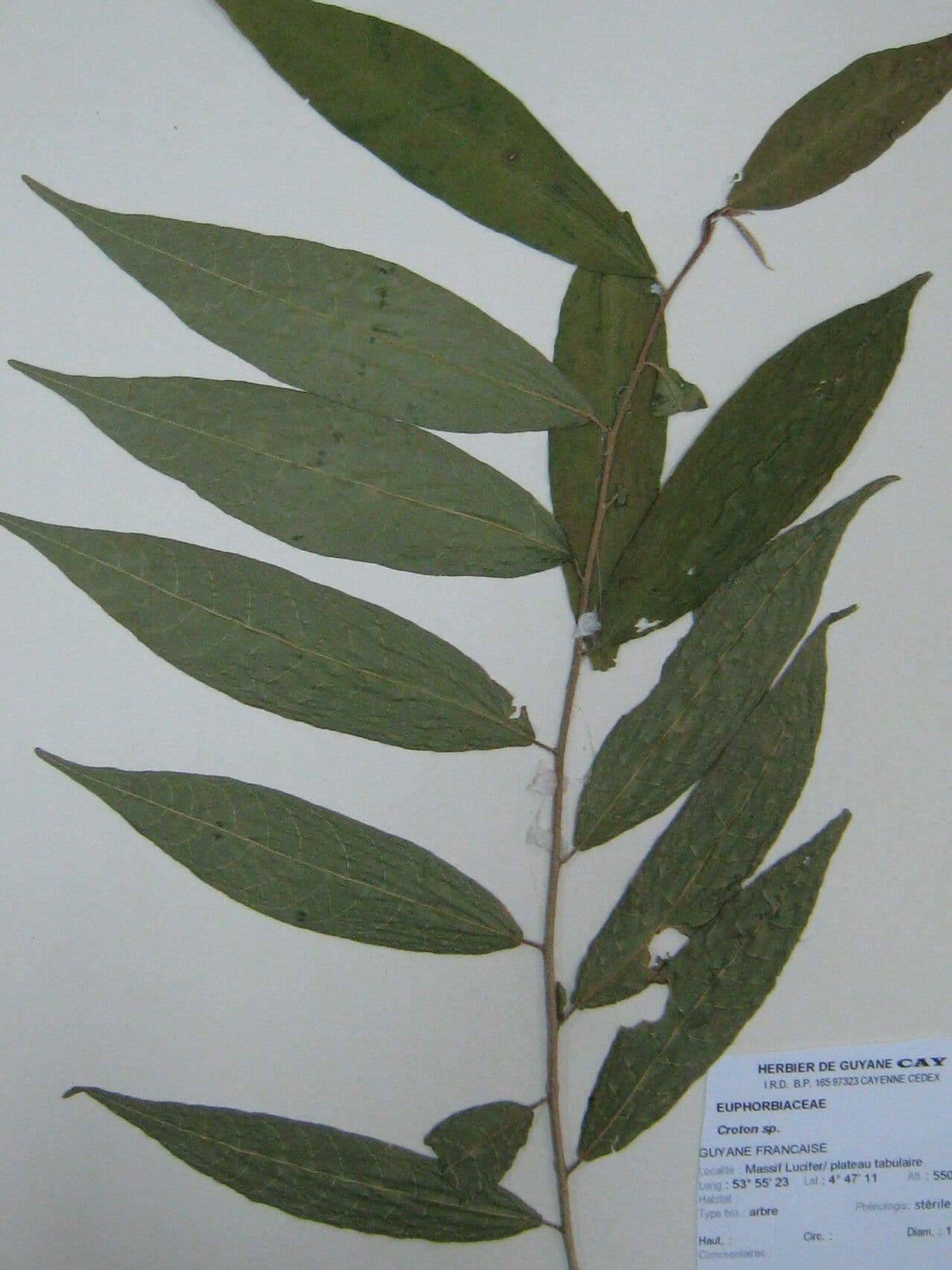 Croton
