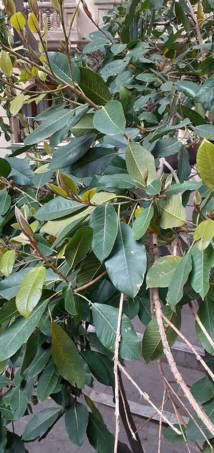 Magnolia 11