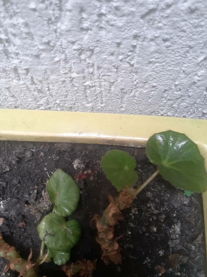 Begonia 13