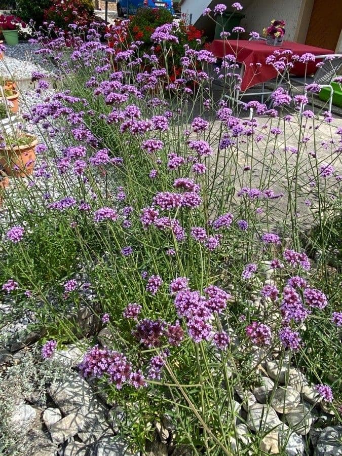Verbena di Buenos Aires 11