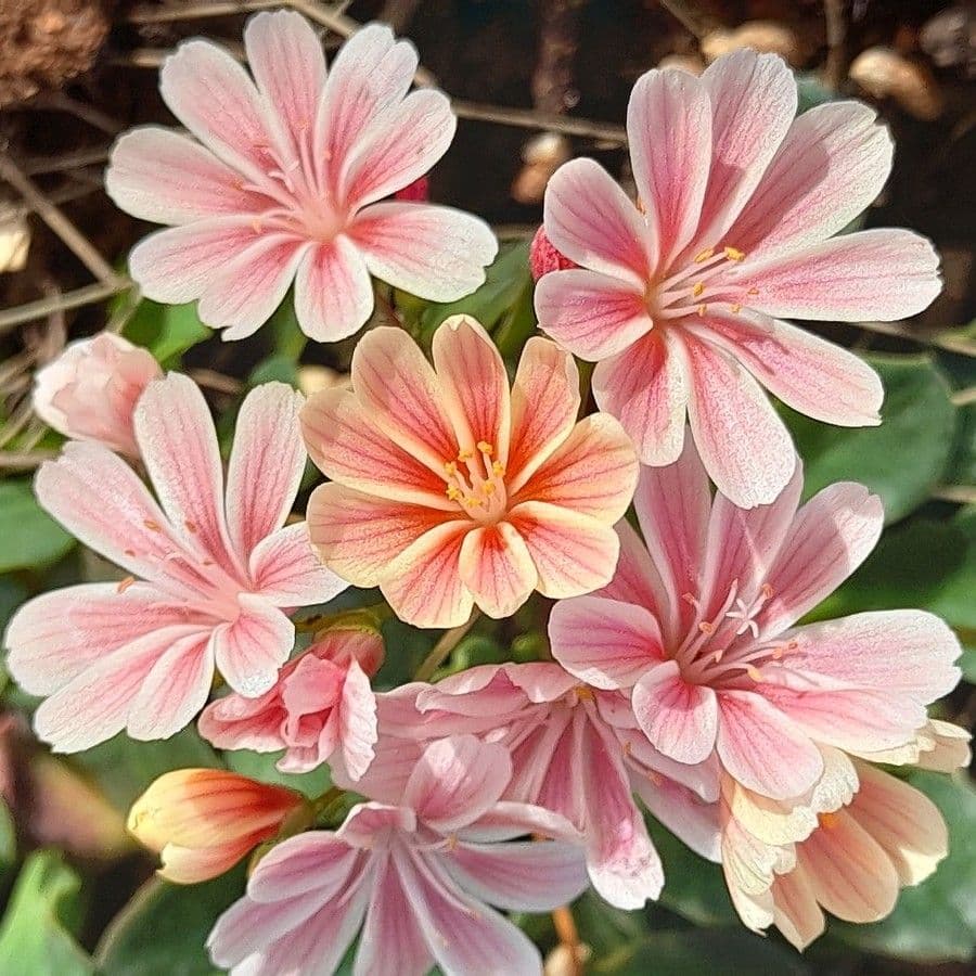 Lewisia cotyledon 4