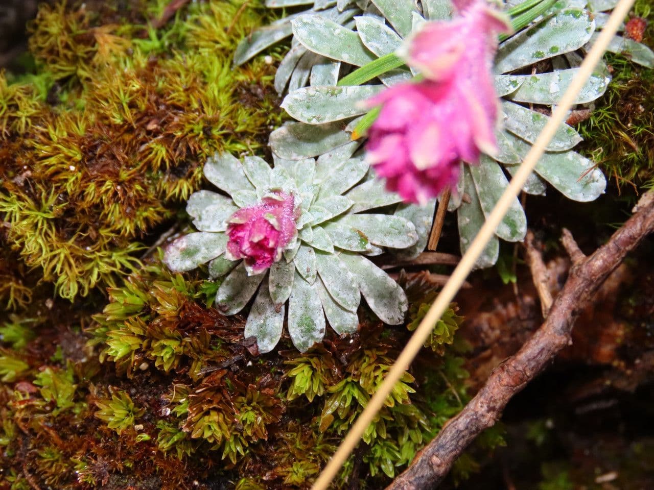 Sassifraga alpina 9