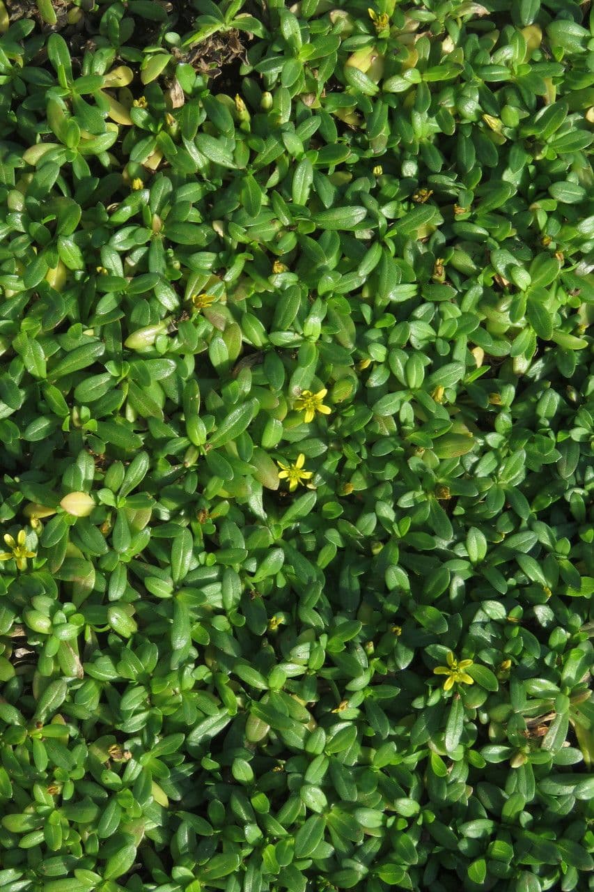 Pectis humifusa 3