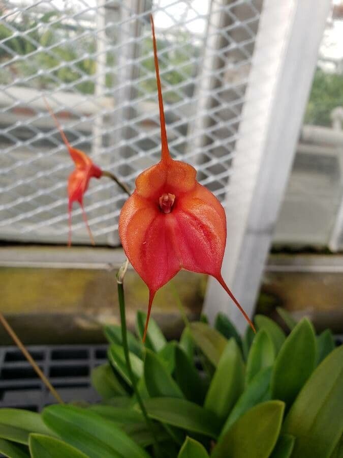 Masdevallia 4
