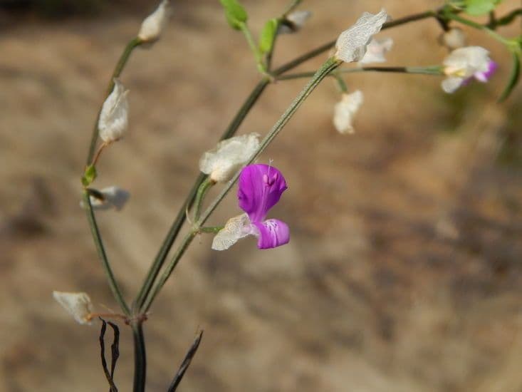Dicliptera resupinata