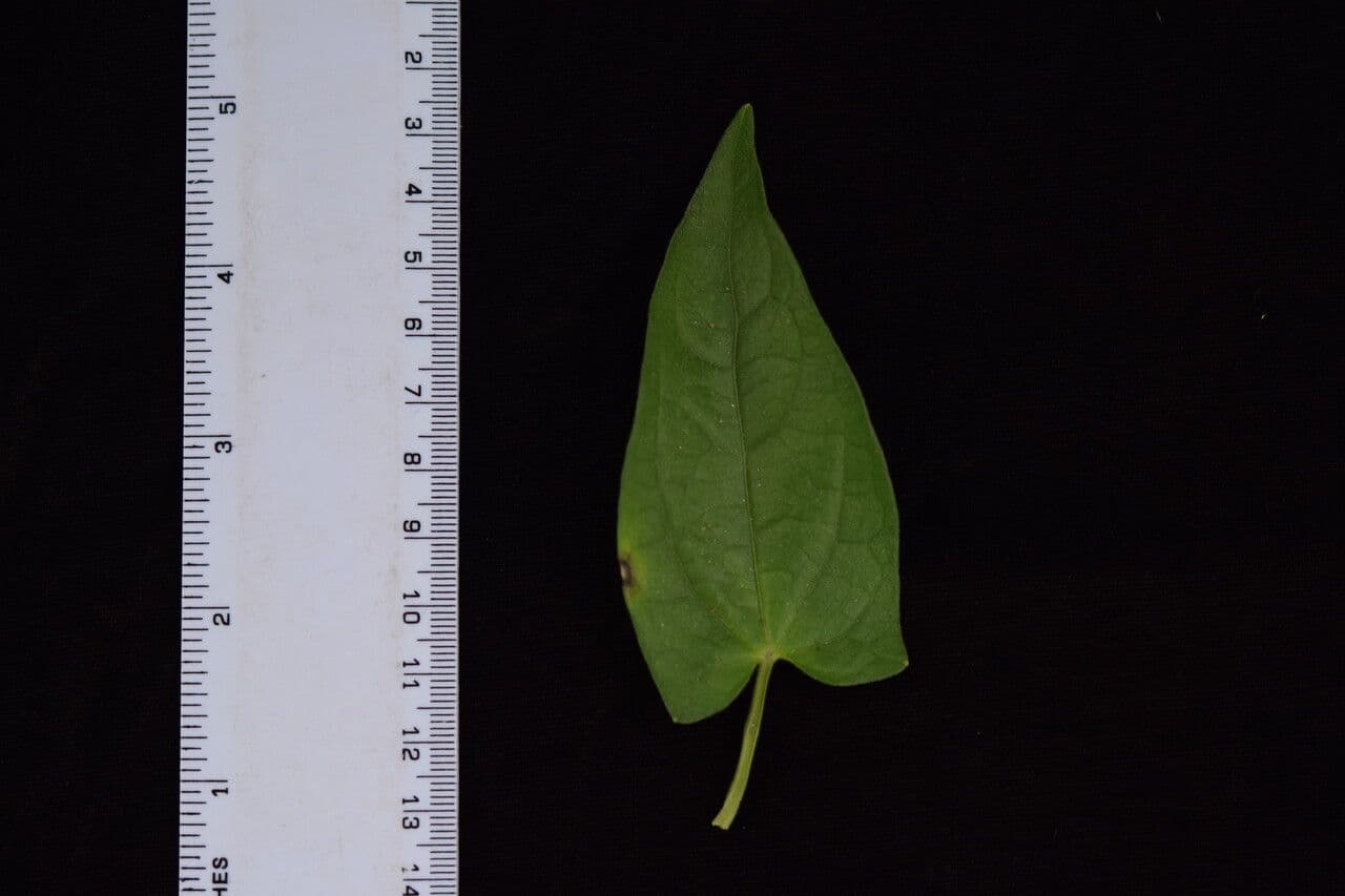 Thunbergia fragrante 20