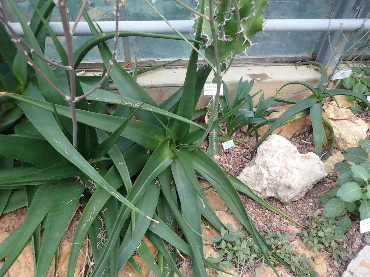 Aloe 7