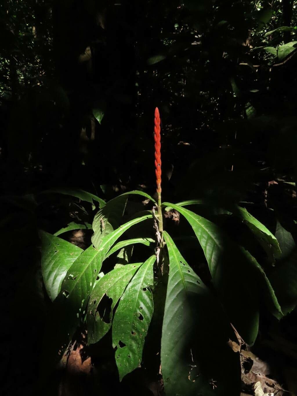 Aphelandra