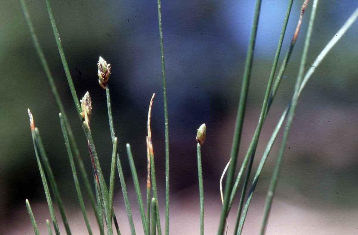 Sedge bonariensis 12