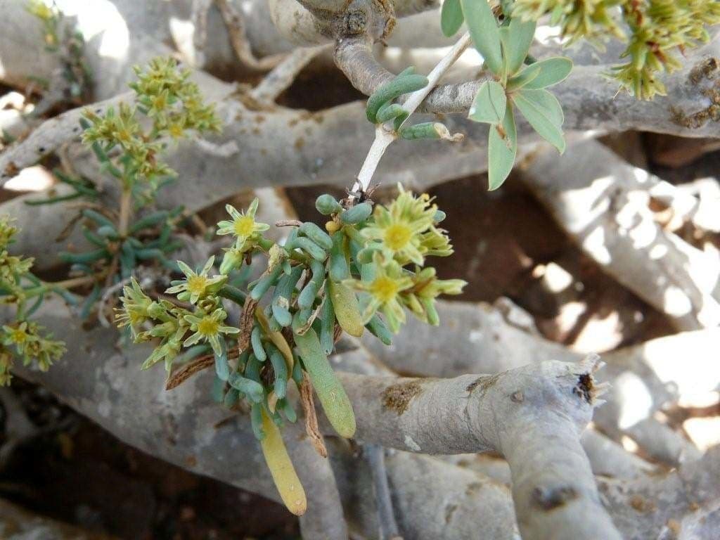 Gymnocarpos 24