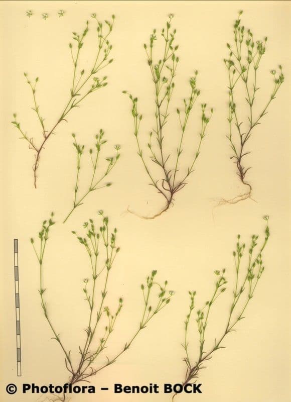 Minuartia ibrida 18