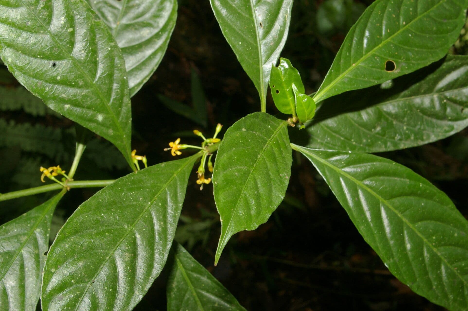 Hoffmannia