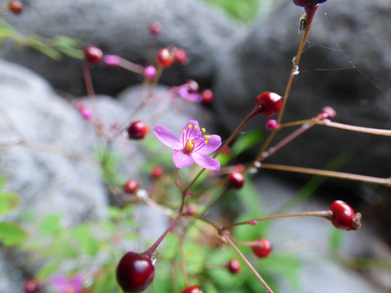 Talinum paniculatum 20