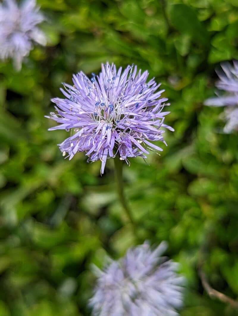 Globularia 6