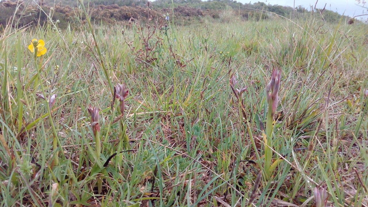 Serapias parviflora 13