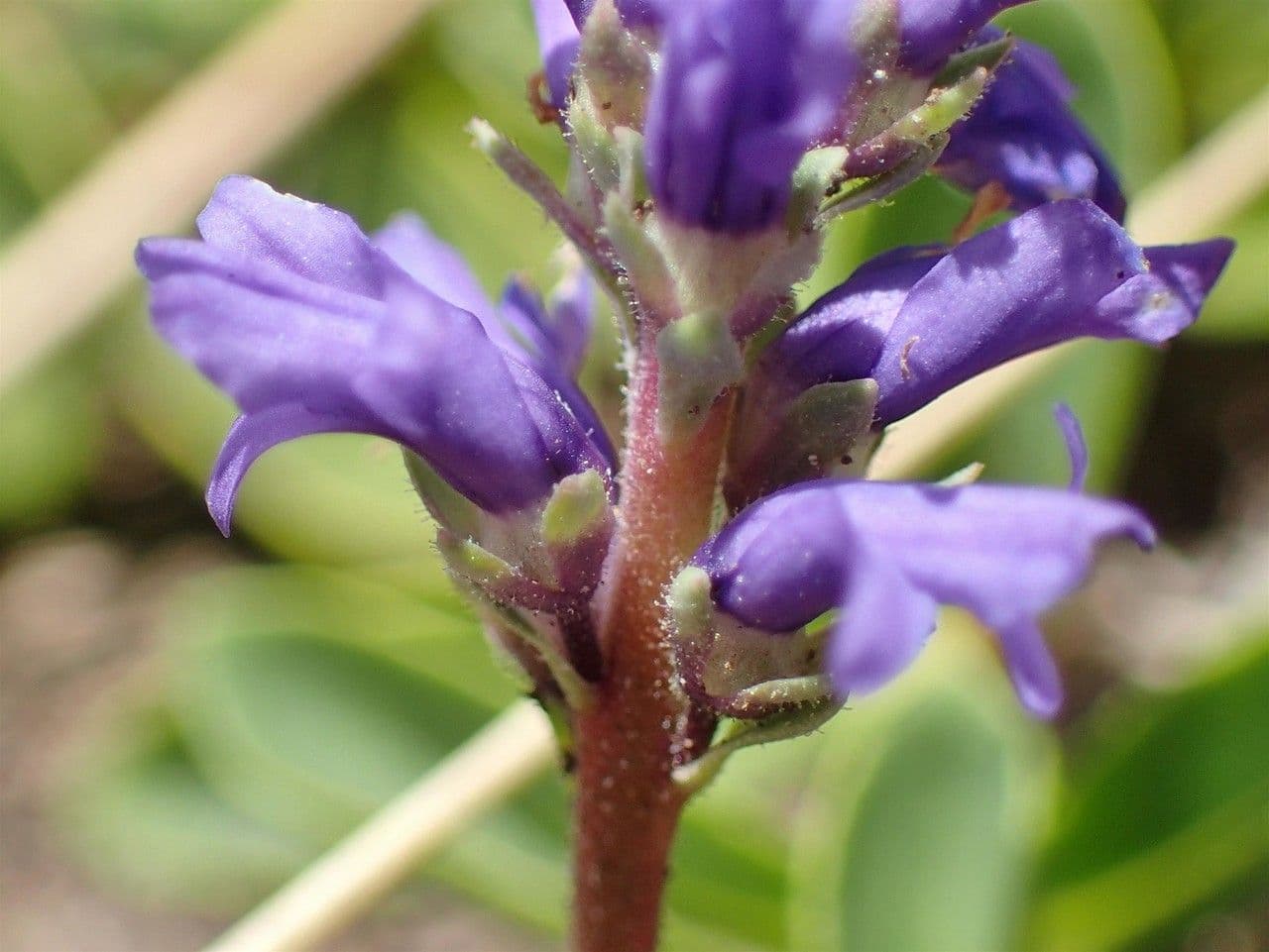 Veronica allionii 3