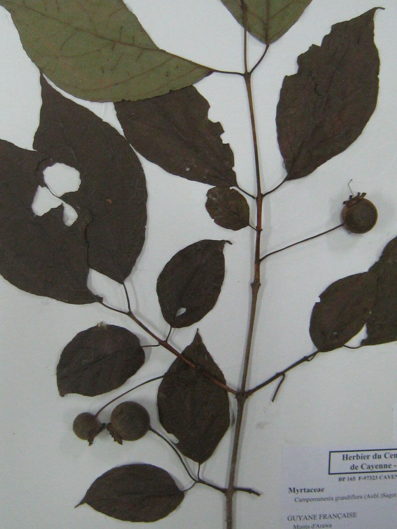 Campomanesia 8