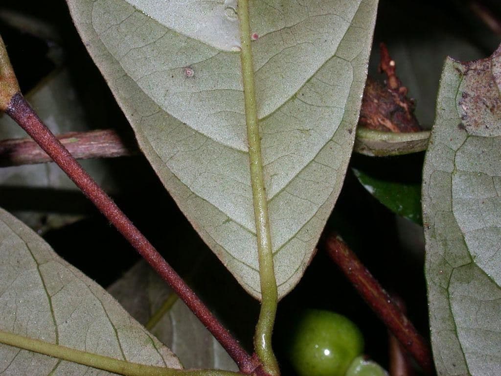 Vismia 11