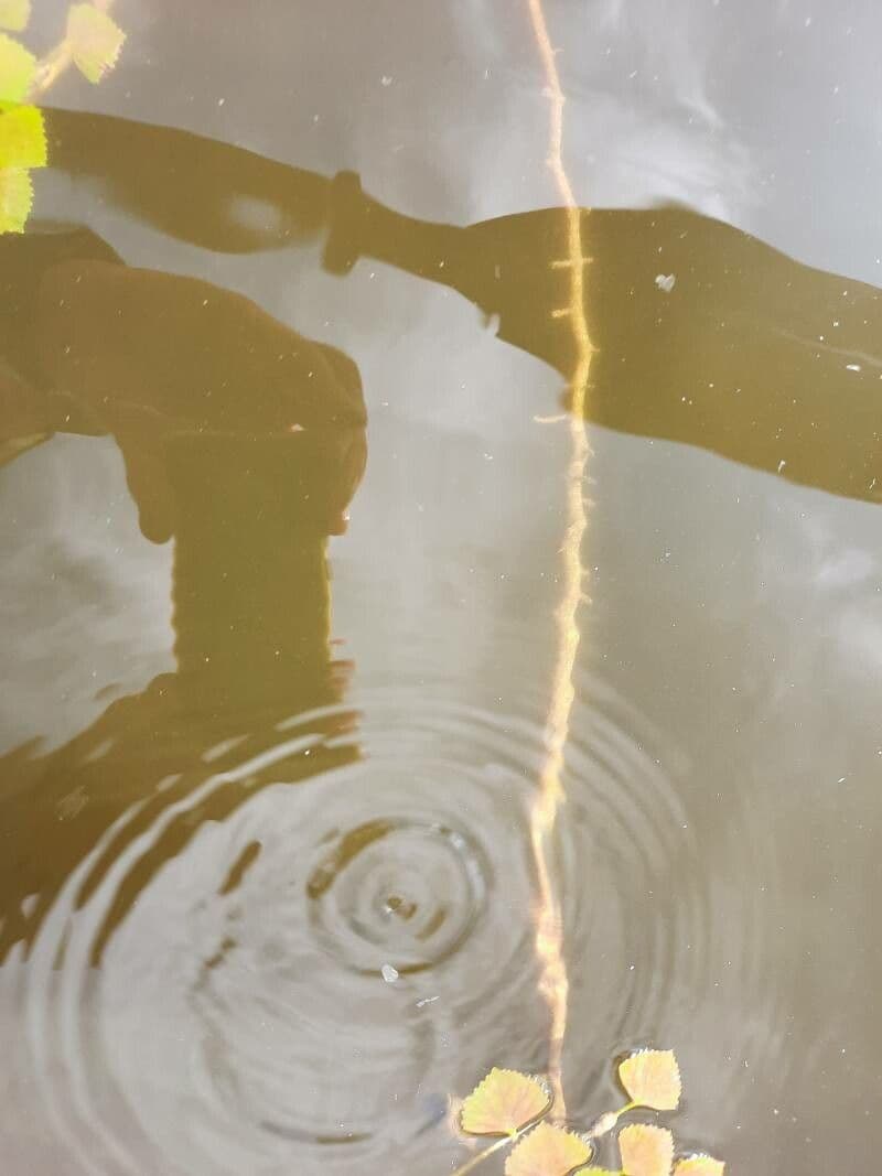 Castagna d'acqua 21
