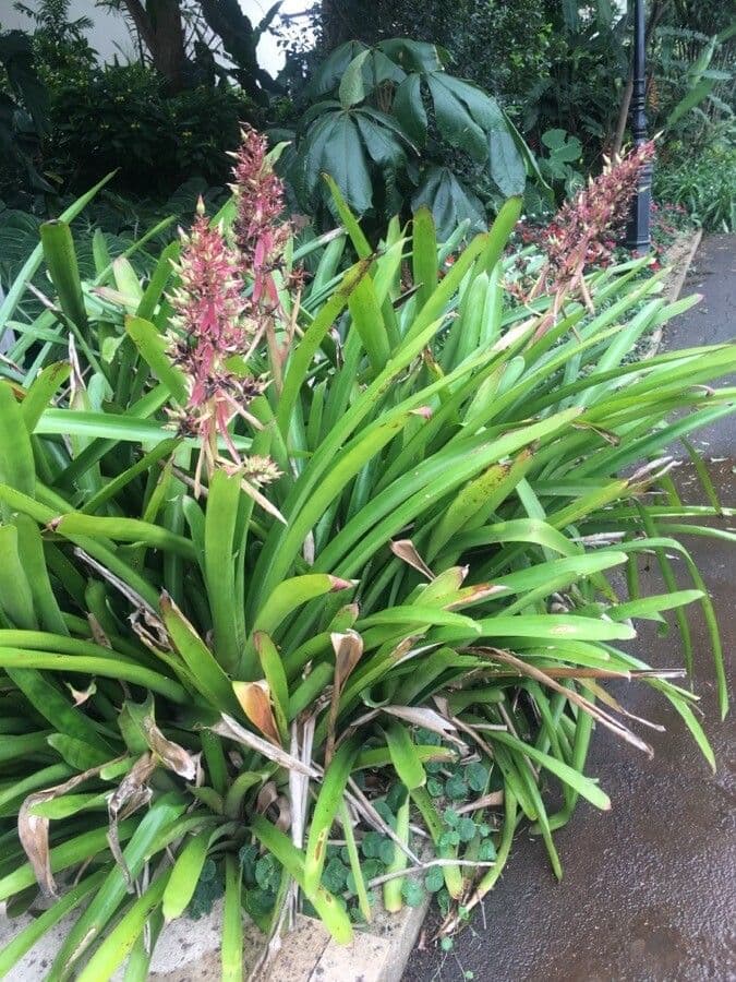 Guzmania 13