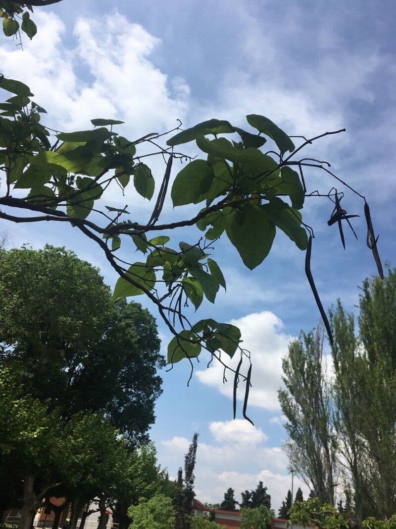 Catalpa di Bunge 13