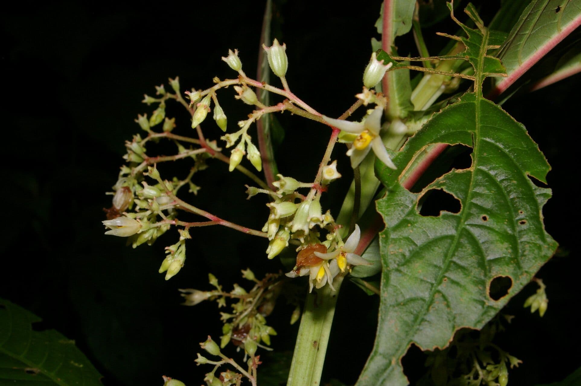 Hoffmannia 4