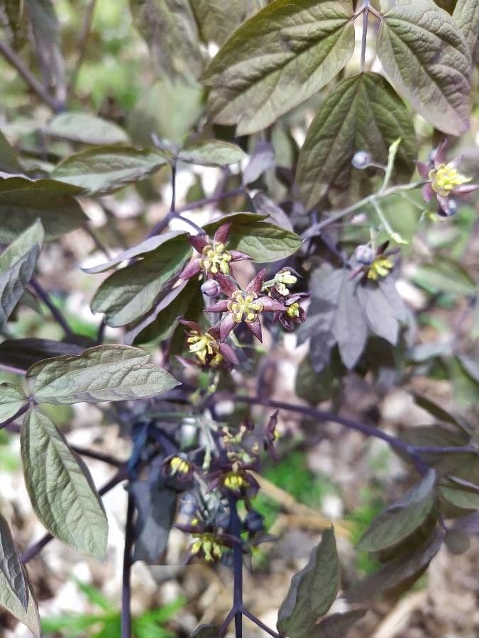 Caulophyllum 7