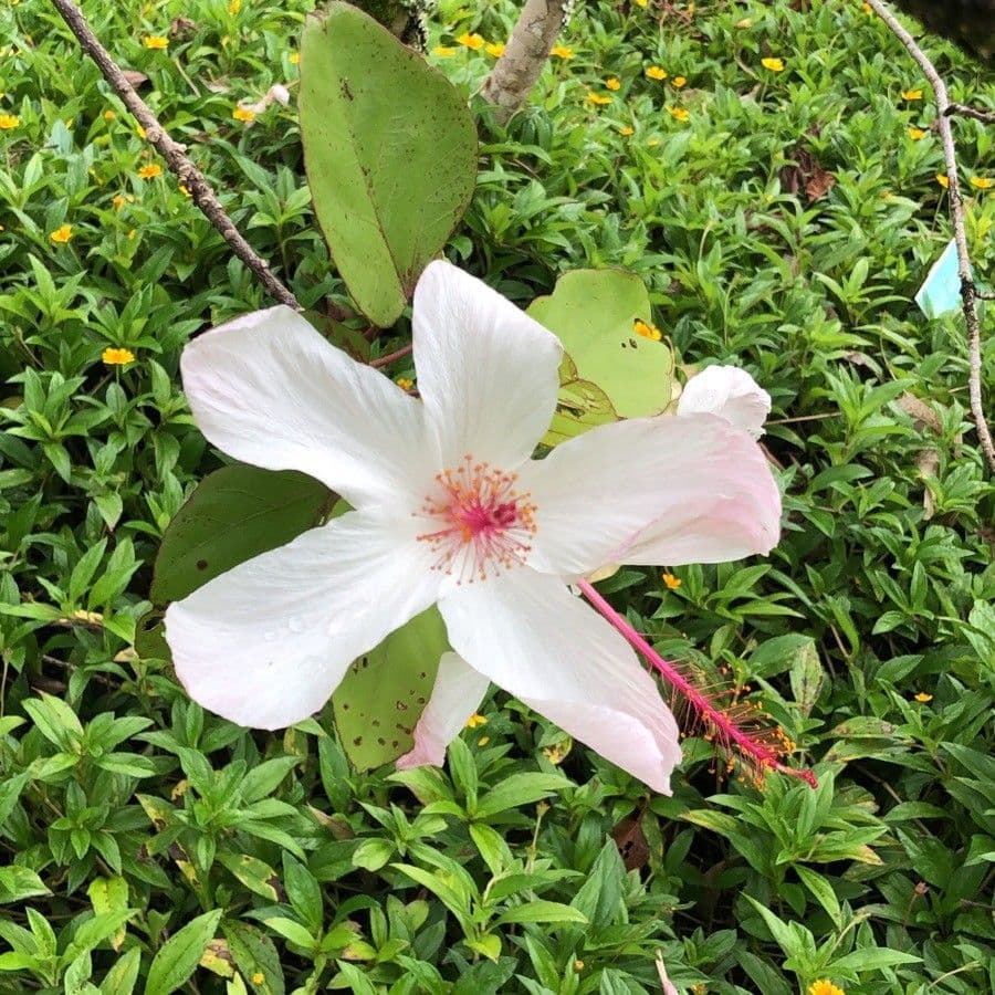 Hibisco di Waimea 3