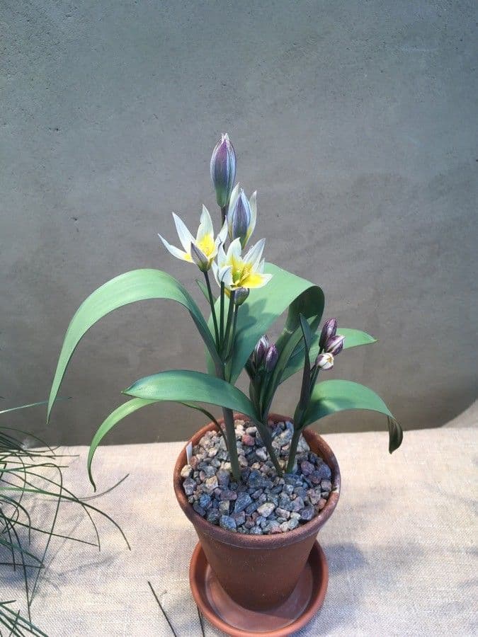 Tulipano 4
