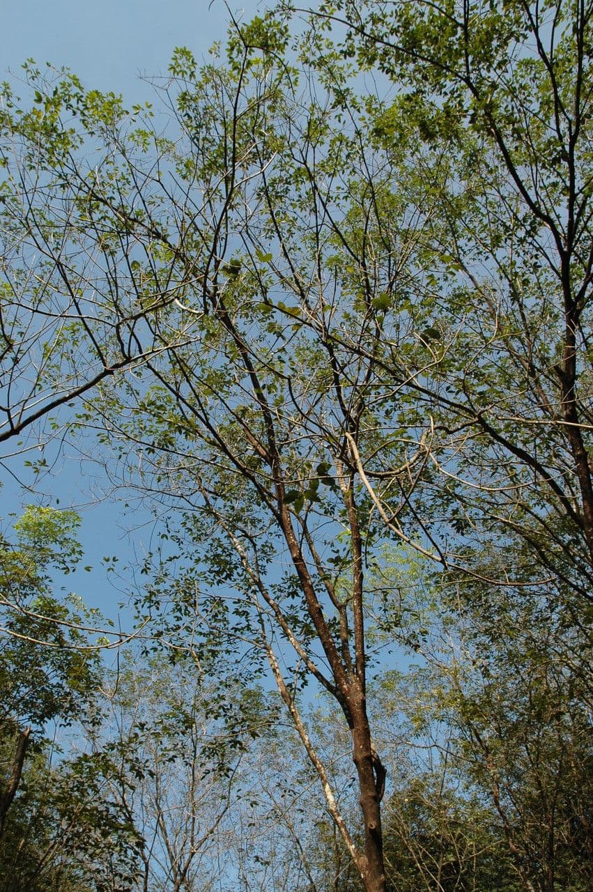 Hevea brazylijska 15