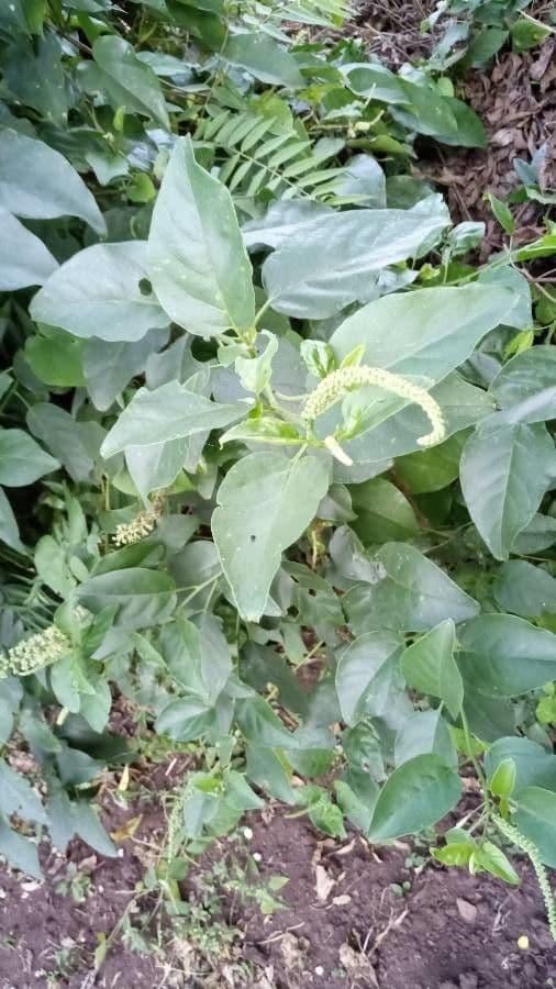 Phytolacca dodecandra 5