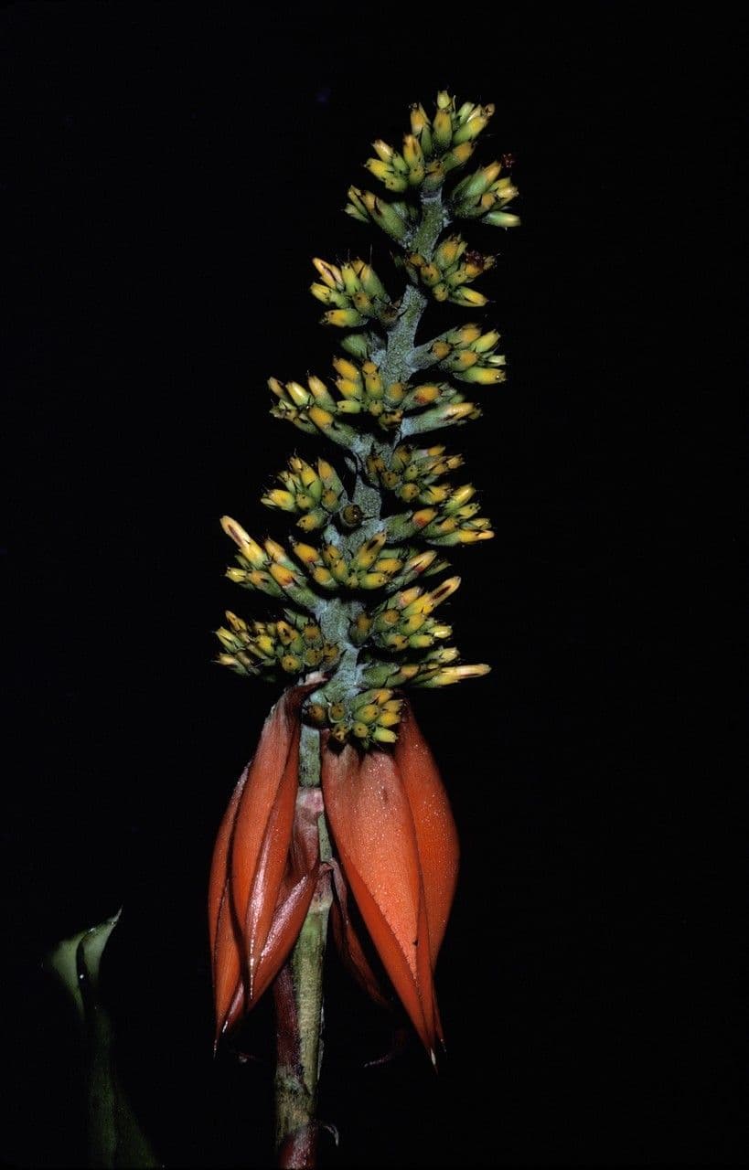 Aechmea mertensii 3