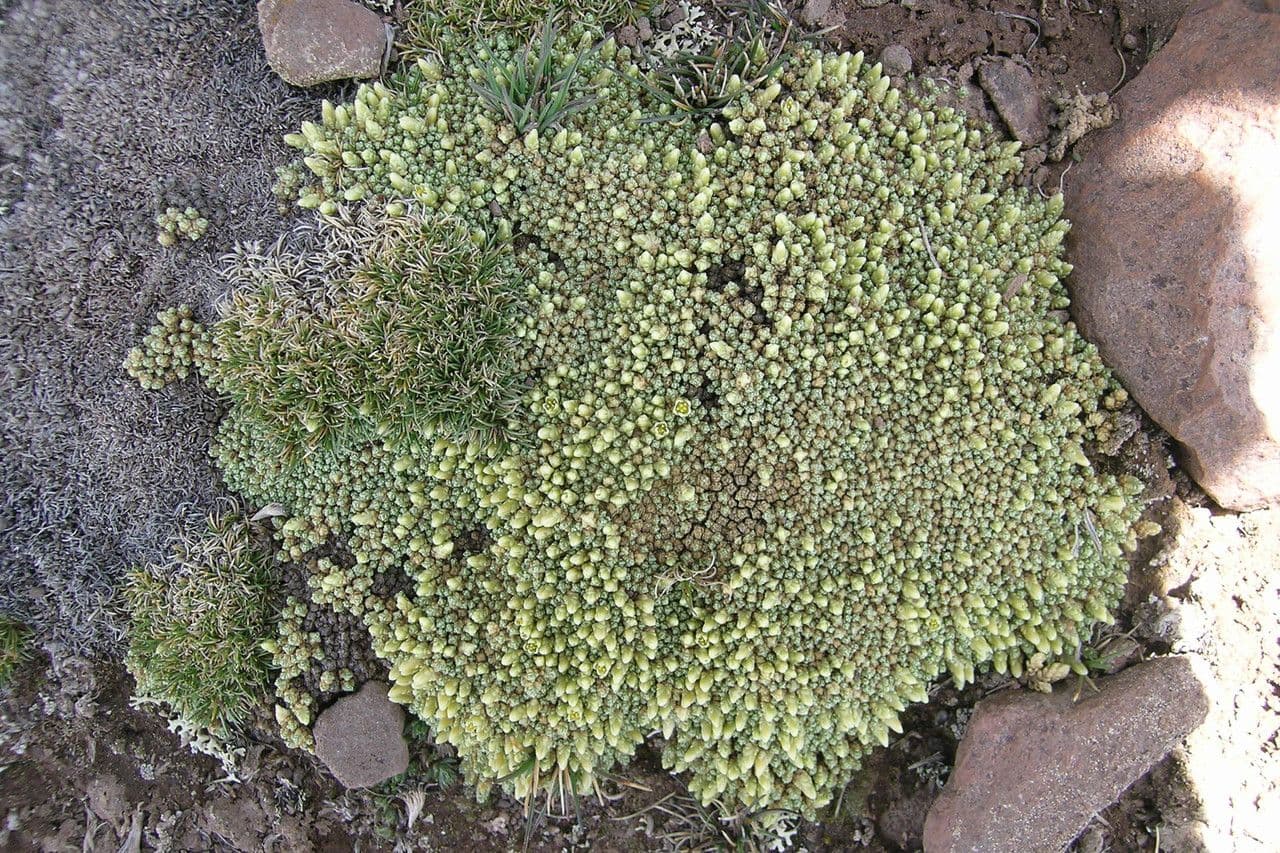 Pycnophyllum 5
