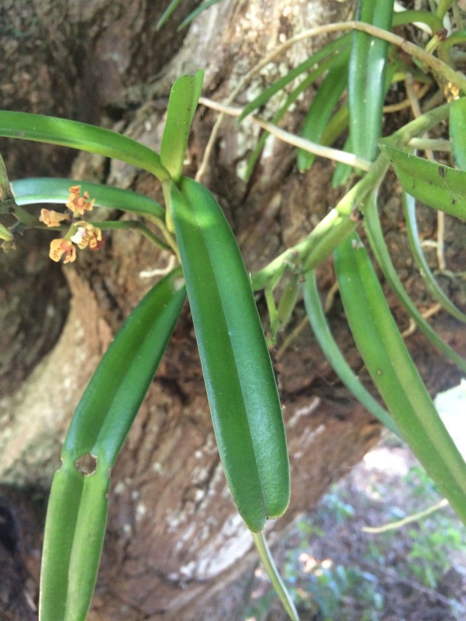 Acampe pachyglossa 10