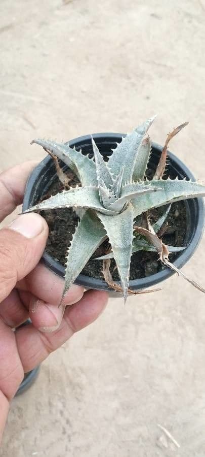Dyckia 4