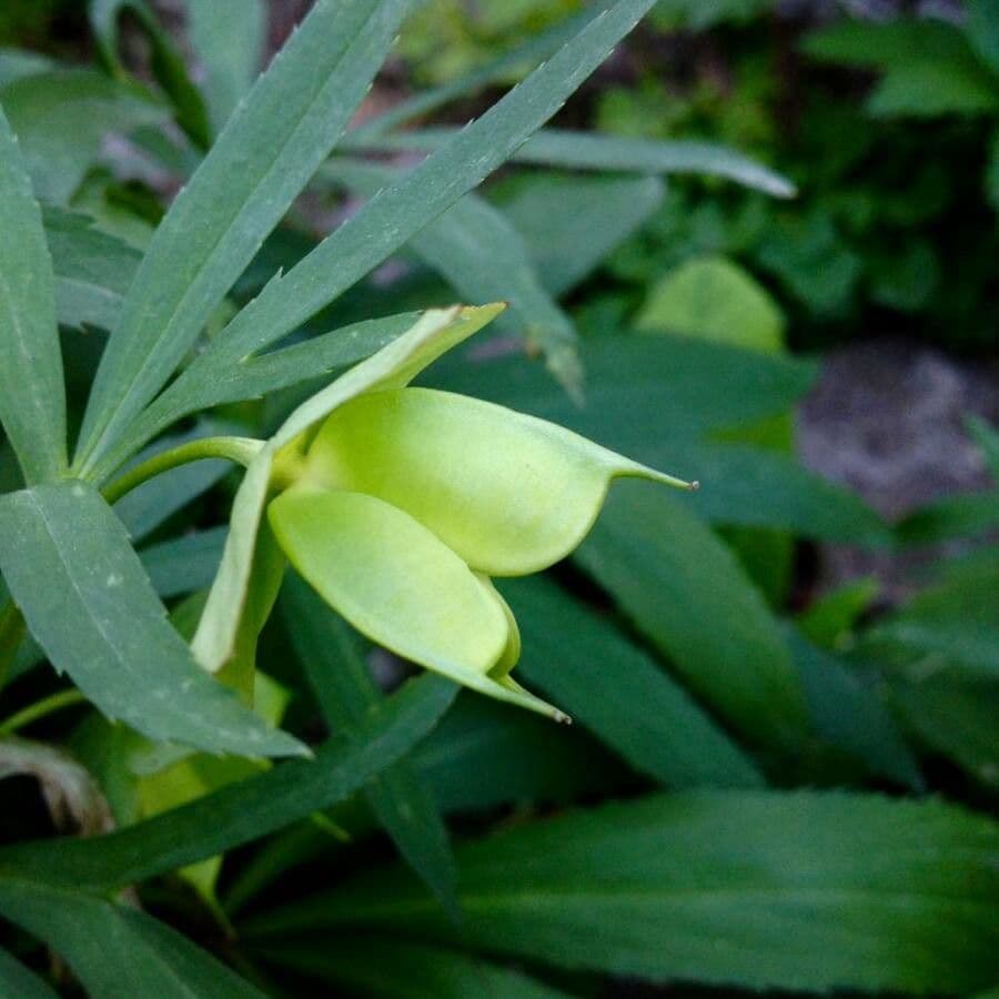 Elleboro verde 2