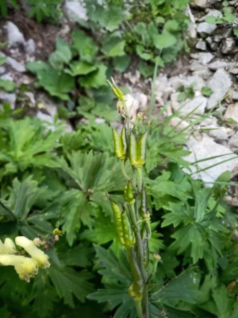 Aconito lupicida