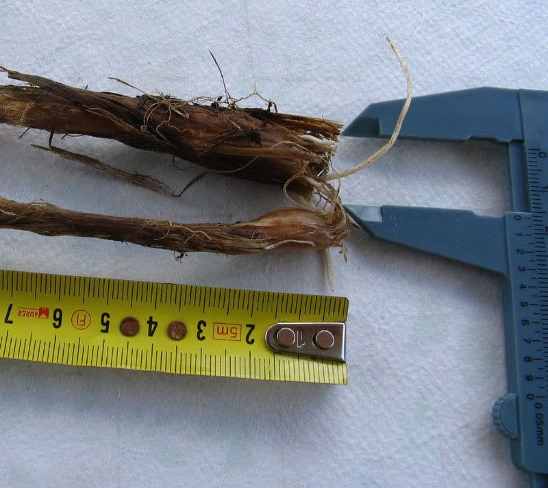 Allium suaveolens 21