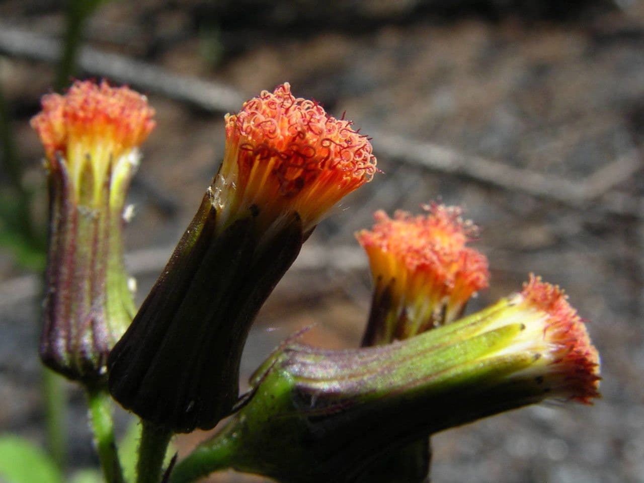 Crassocephalum 5
