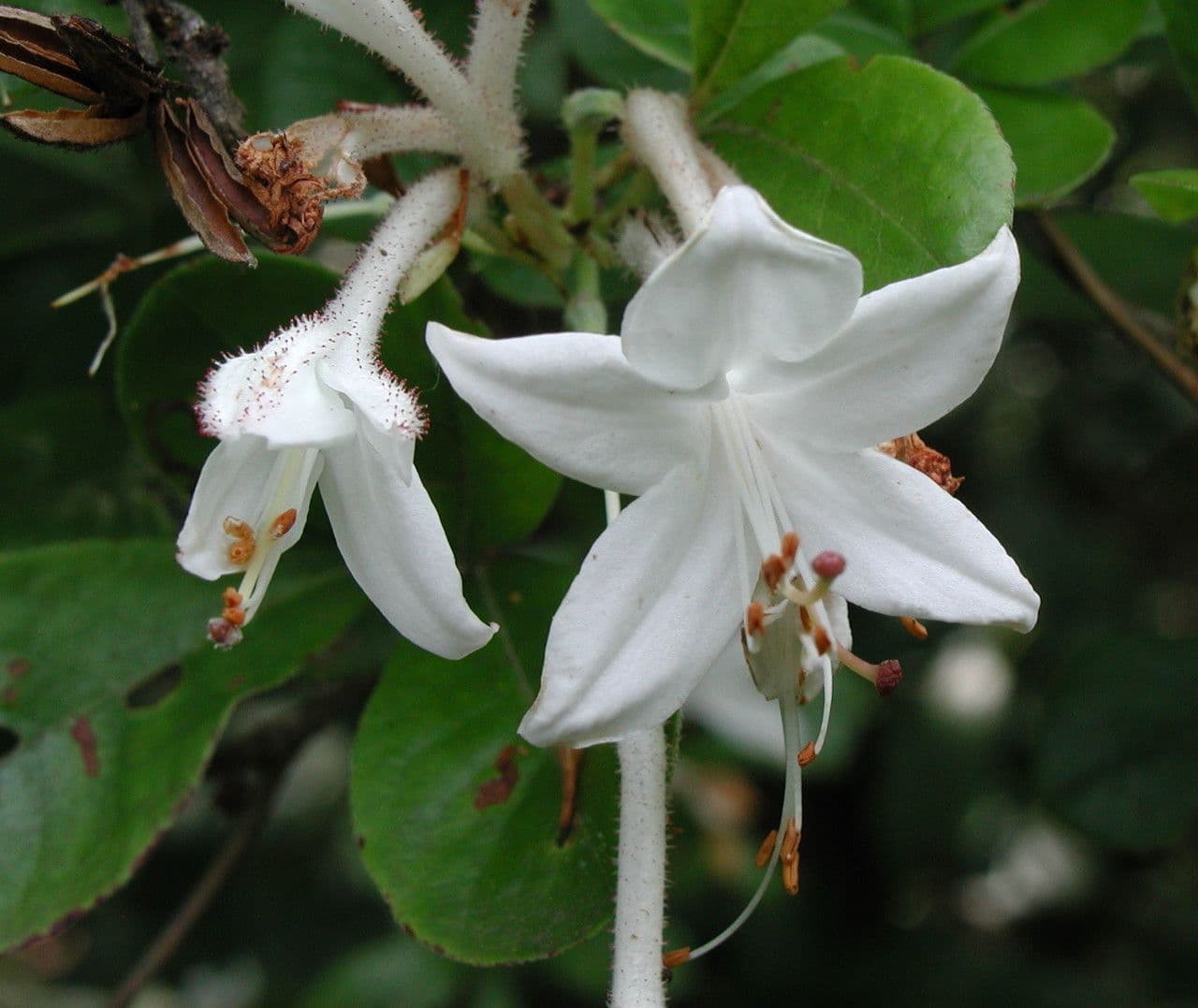 Rododendron