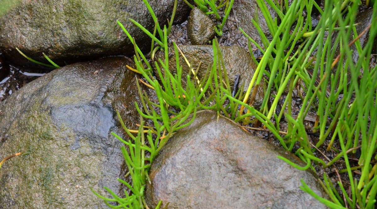 Lilaeopsis