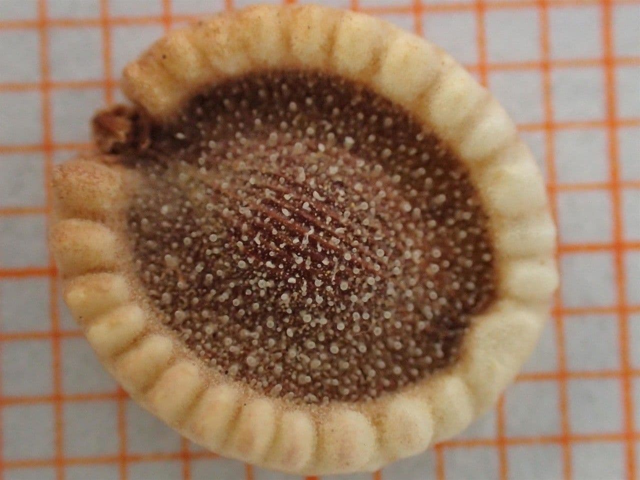 Tordylium apulum 2