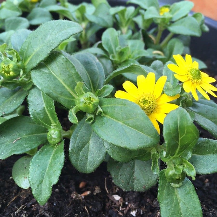Sanvitalia prostrata 12