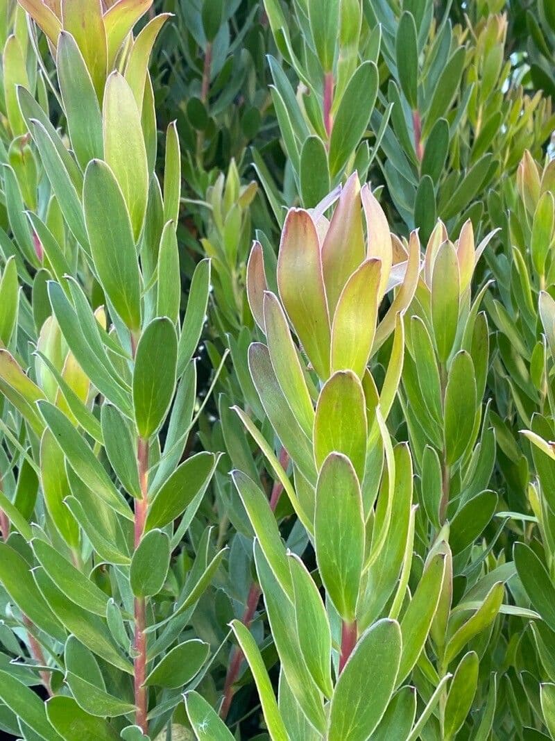 Leucadendron alloro 11