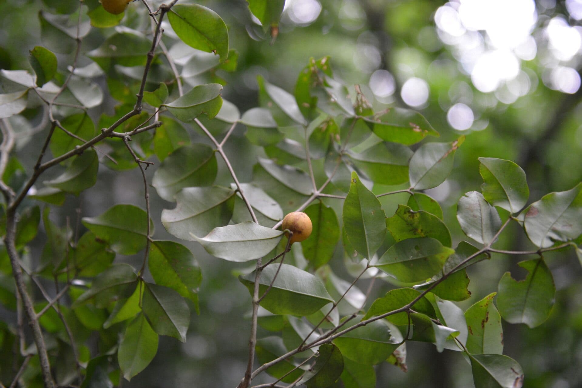 Eugenia costaricensis 3