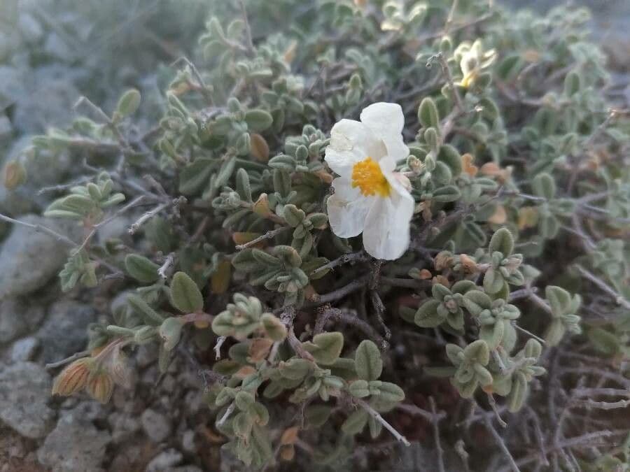 Helianthemum almeriense 2