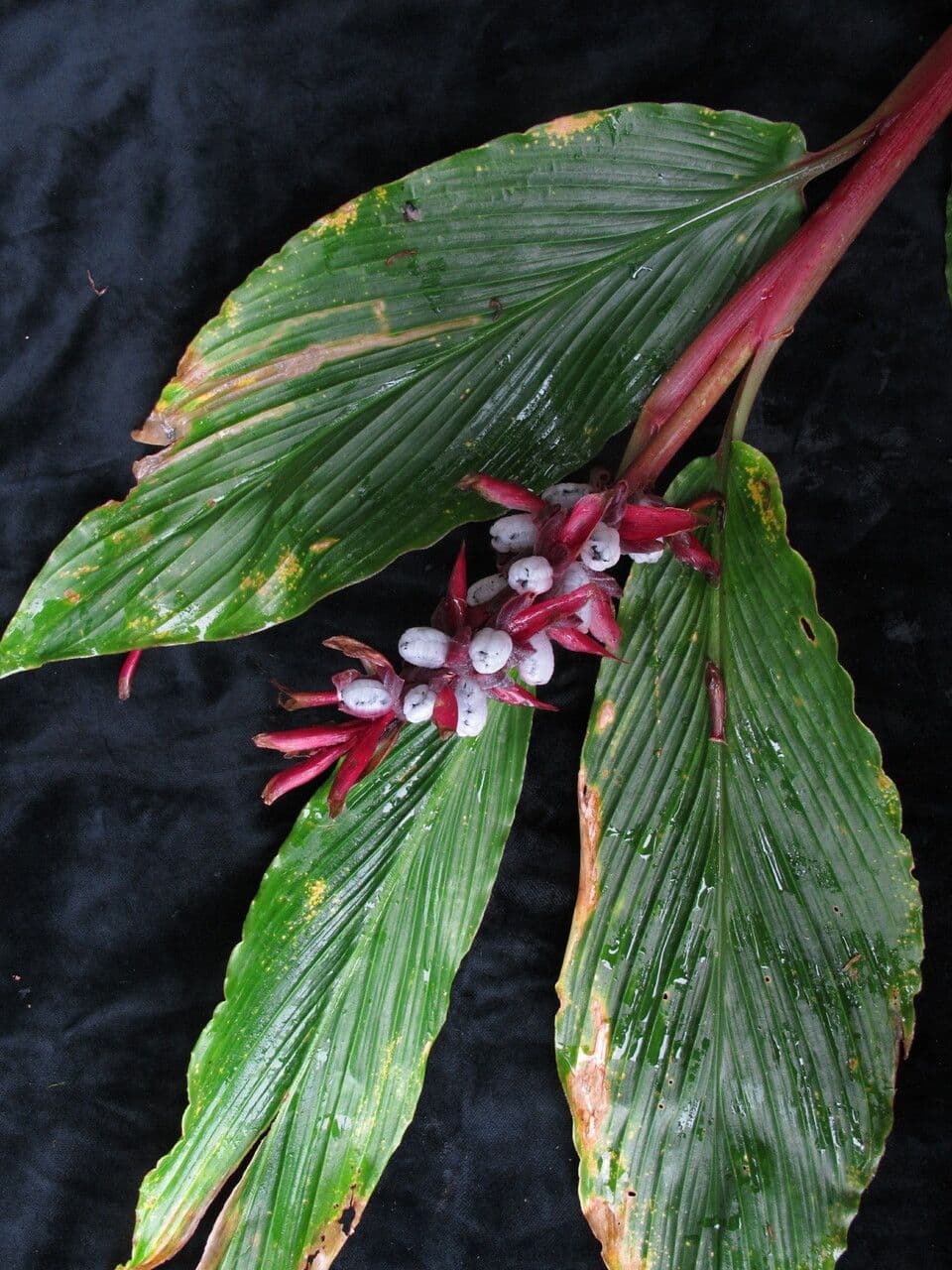 Cautleya 5