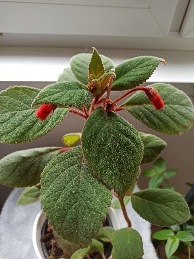Kohleria 10