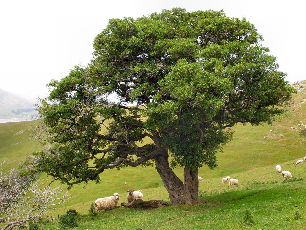 Myoporum laetum 14